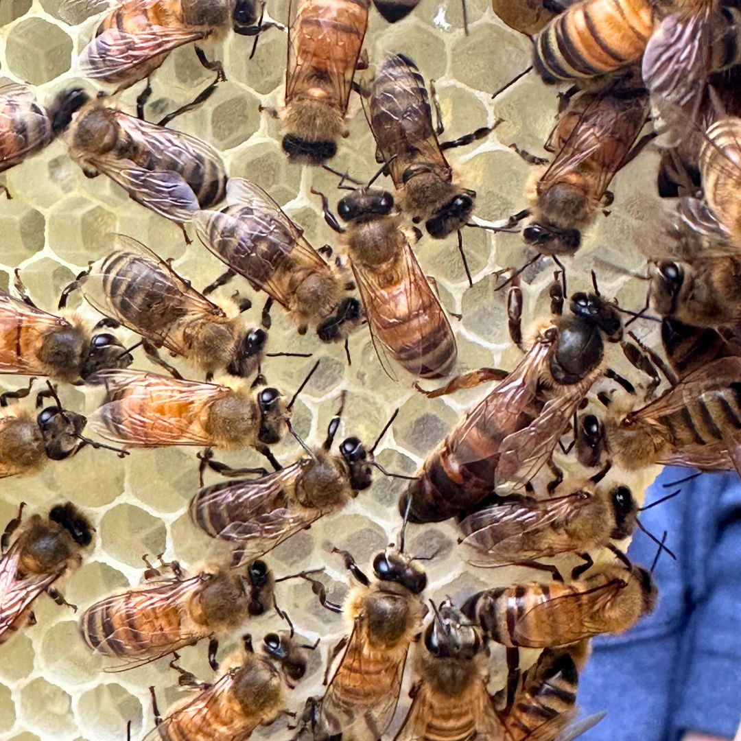 Mated Queen Bee