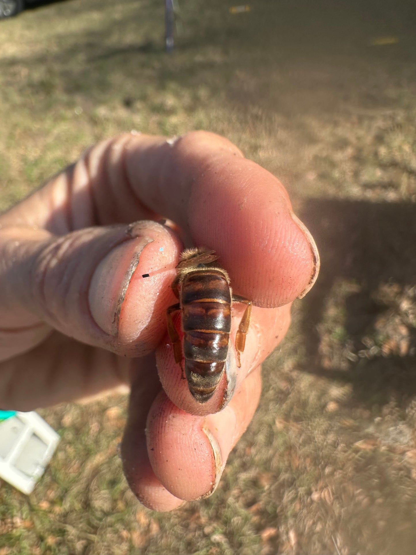 Mated Queen Honey Bee - Tucka Bee LLC