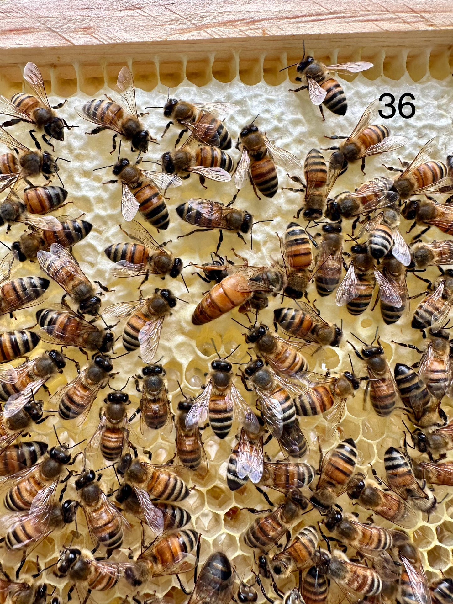 Mated Queen Bee