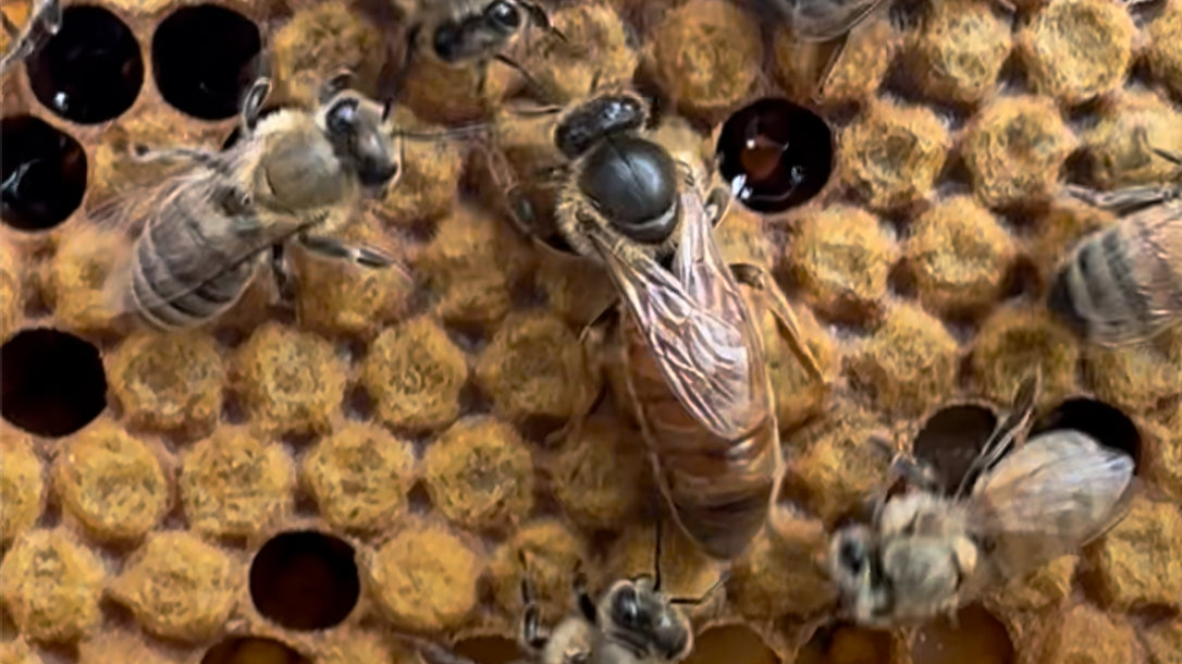 Mated Queen Bee