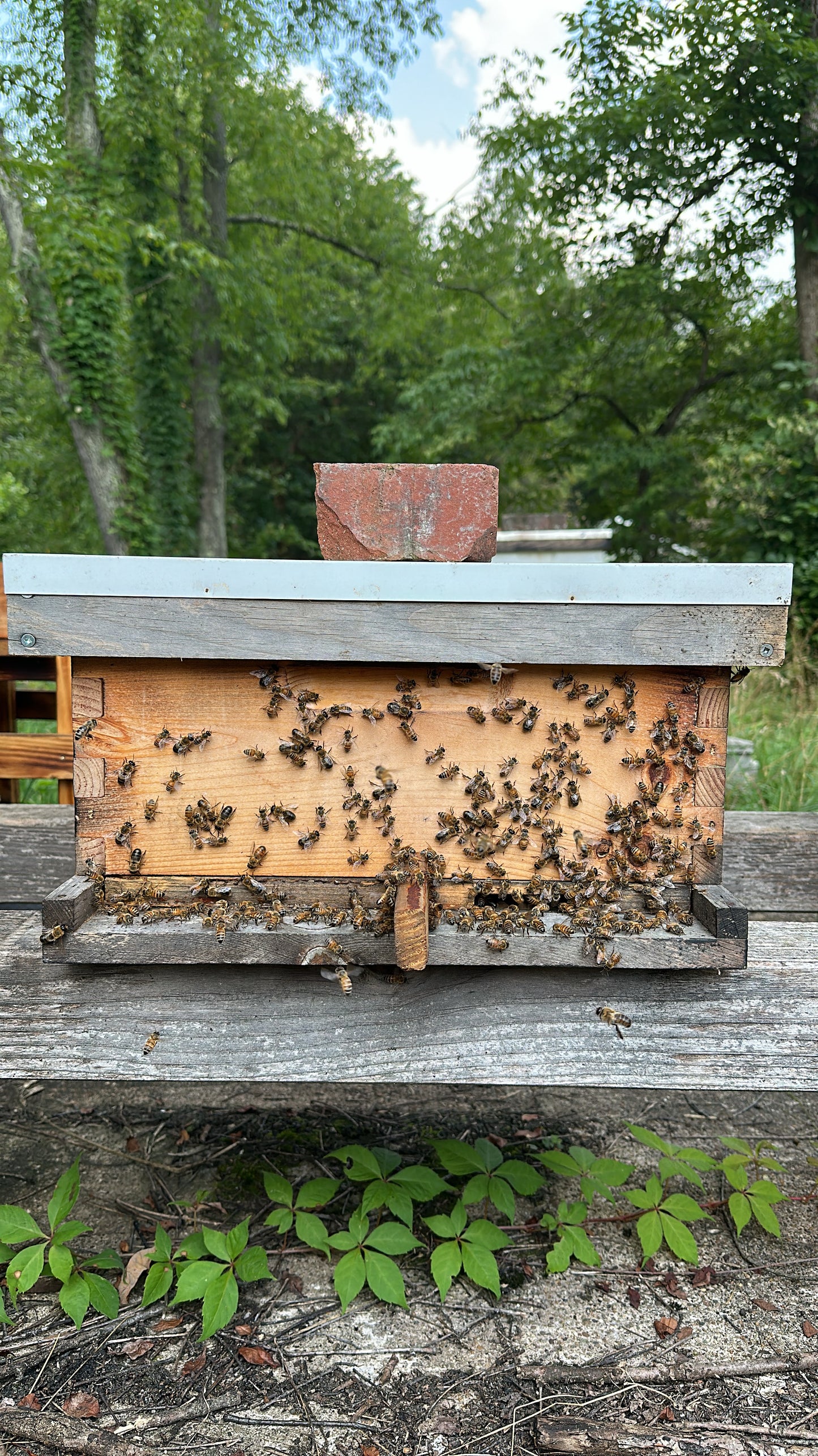 Full 10-Frame Medium Hive (Seasoned Equip.)