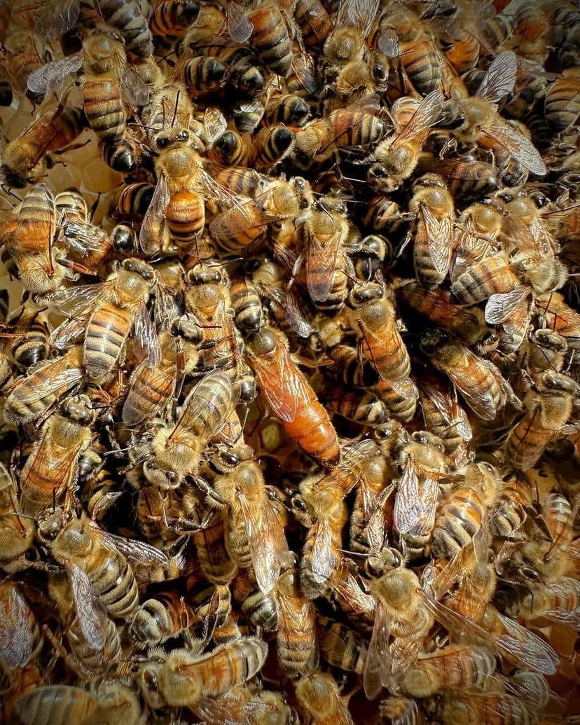 Mated Queen Honey Bee - Tucka Bee LLC