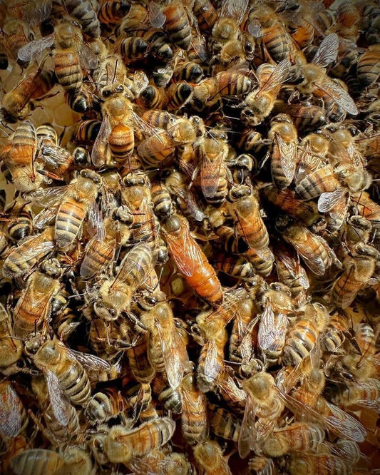 Mated Queen Honey Bee - Tucka Bee LLC