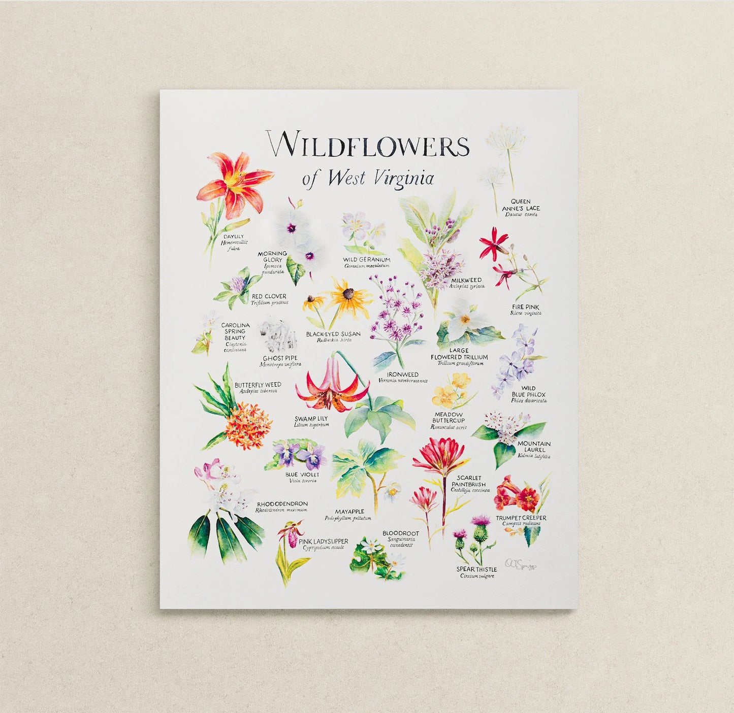 Wildflowers of WV Artwork