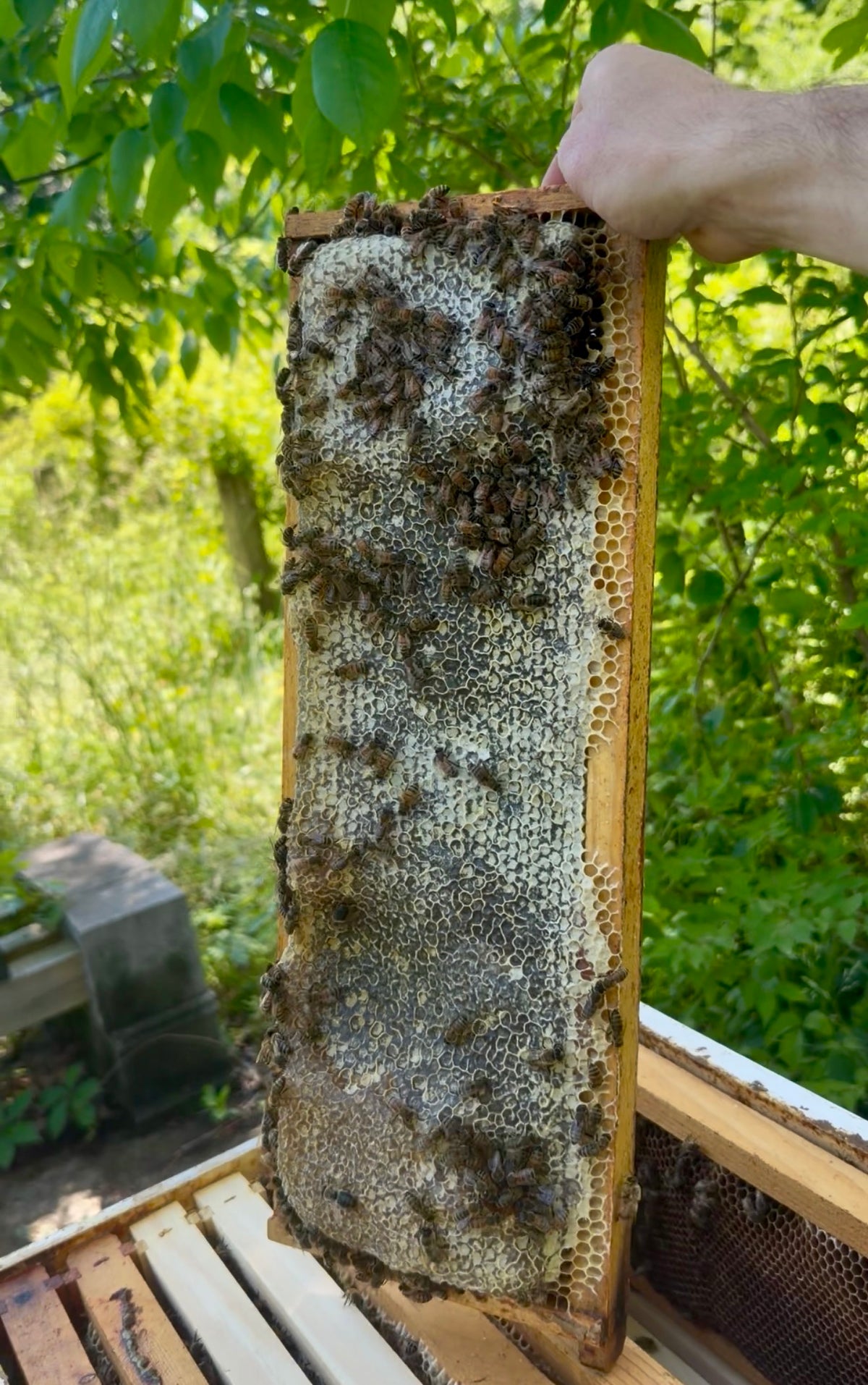 Honey Frame